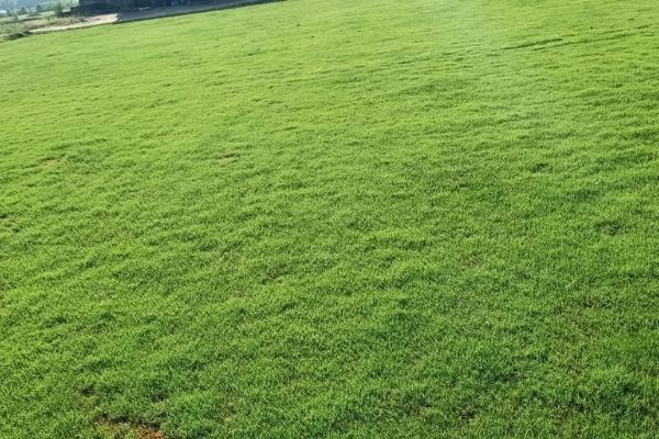 Natural Lawn Grass In Panchsheel Park