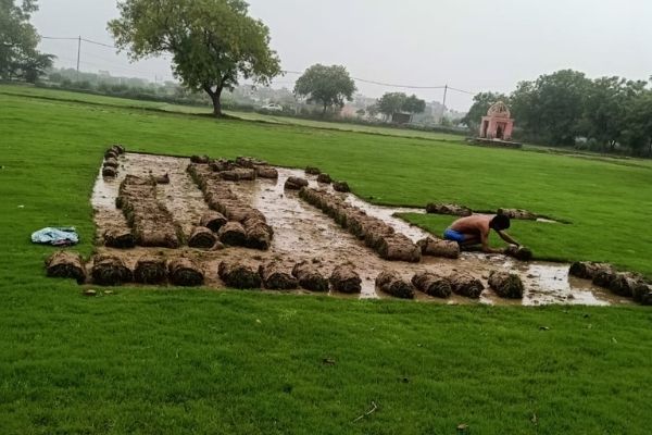 Natural Lawn Grass In Uttarkashi
