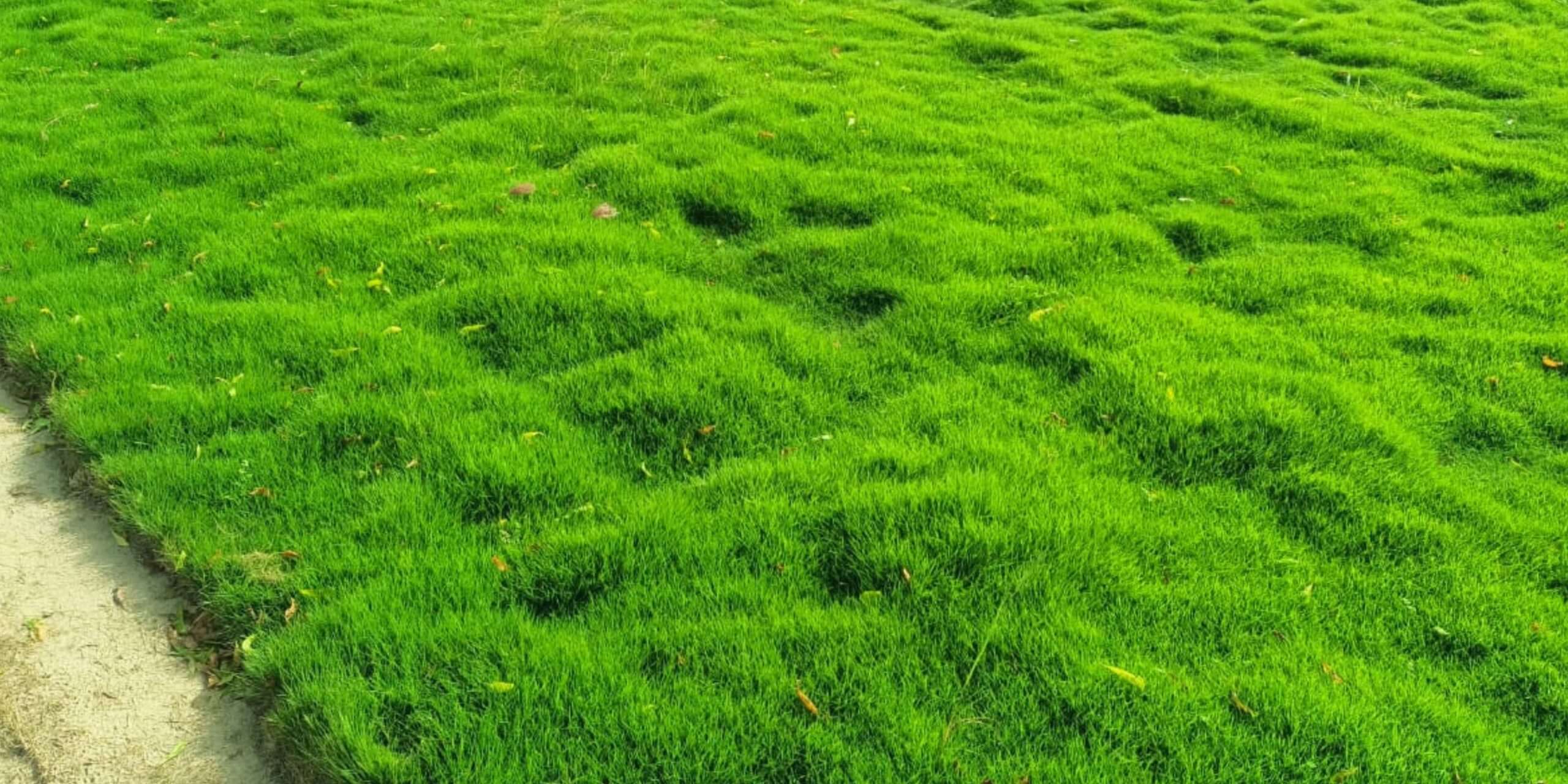 Natural Lawn Grass