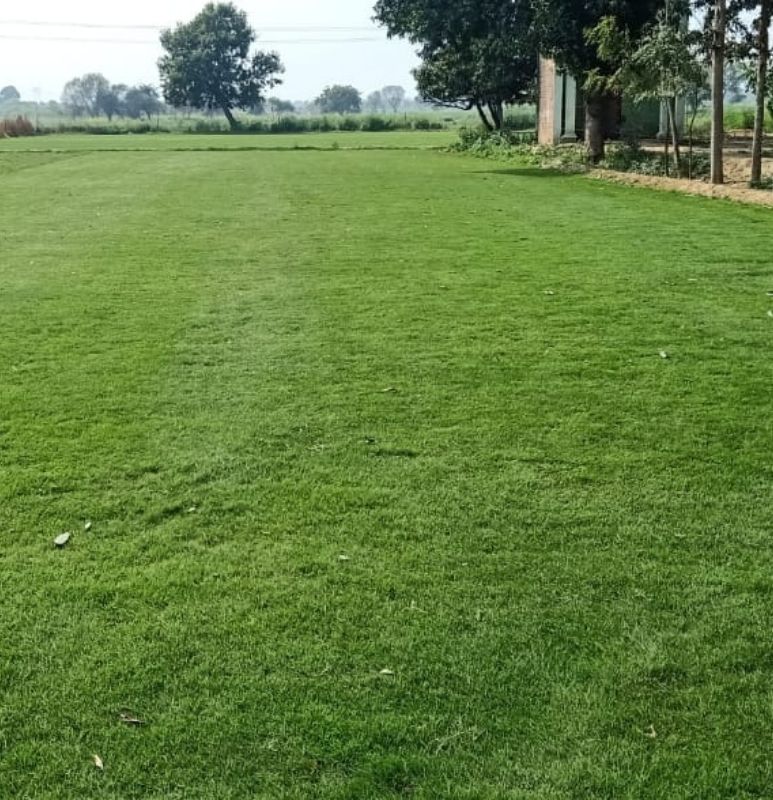 Natural Lawn Grass In Civil Lines Delhi