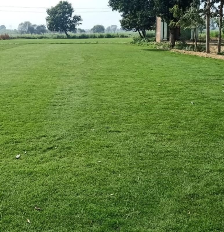 Natural Lawn Grass In Delhi Cantonment