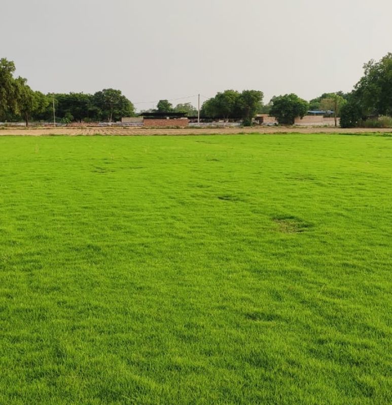Natural Lawn Grass In Gulmohar Park