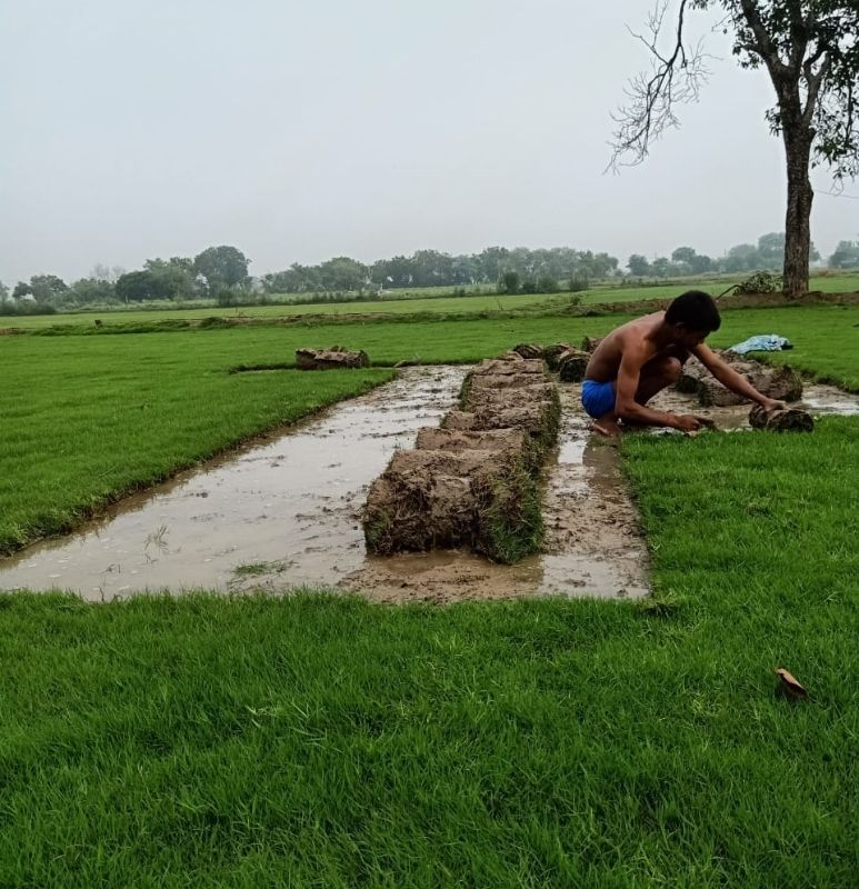 Natural Lawn Grass Manufacturer in Gwalior