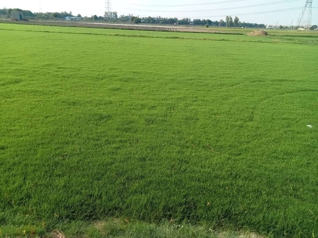 Natural Lawn Grass In Bikaner Rajasthan