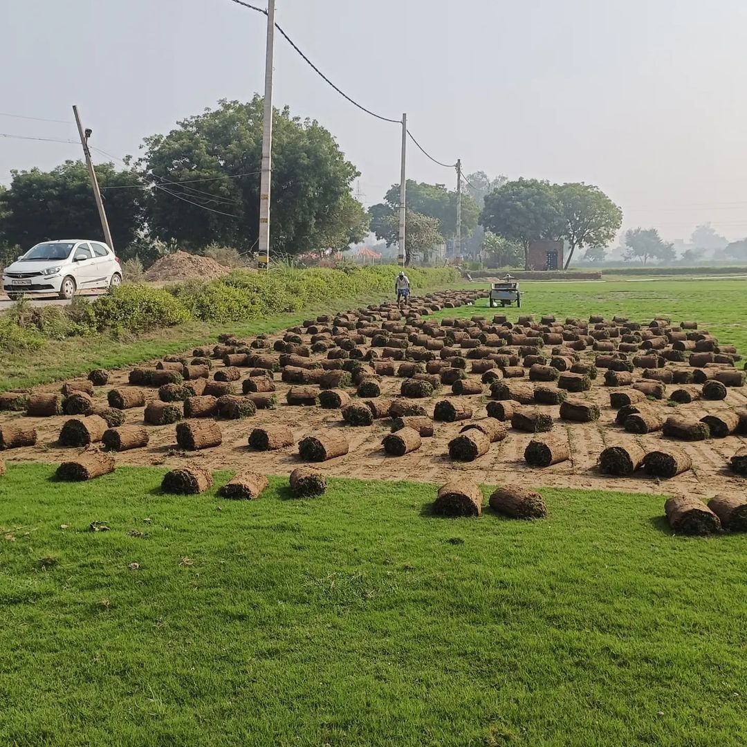 Natural Lawn Grass In Jodhpur Rajasthan