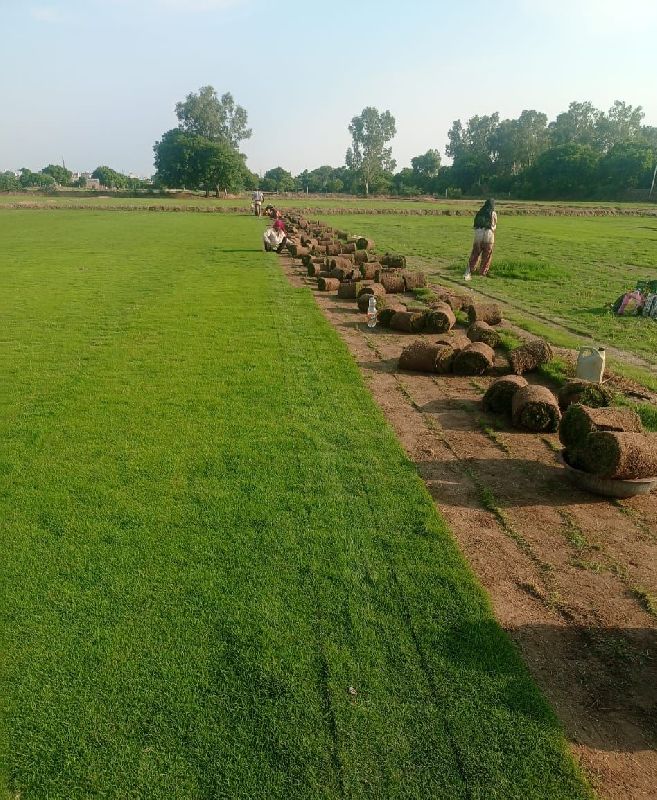 Natural Lawn Grass In Udaipur Rajasthan