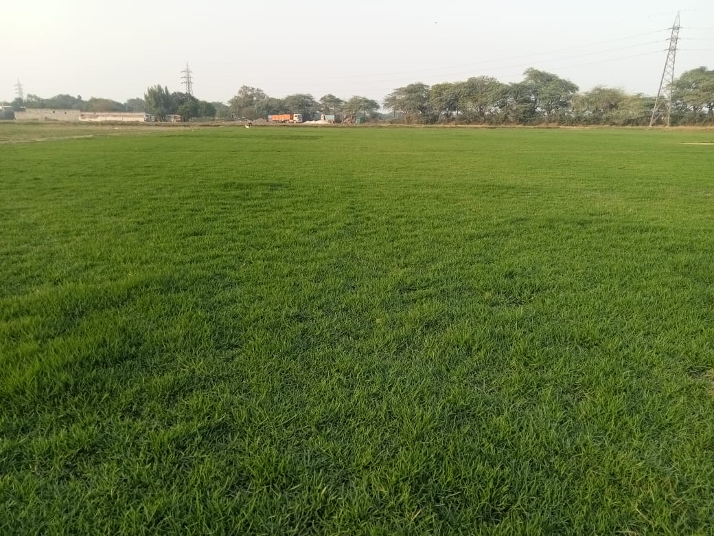 Natural Lawn Grass In Dwarka Delhi