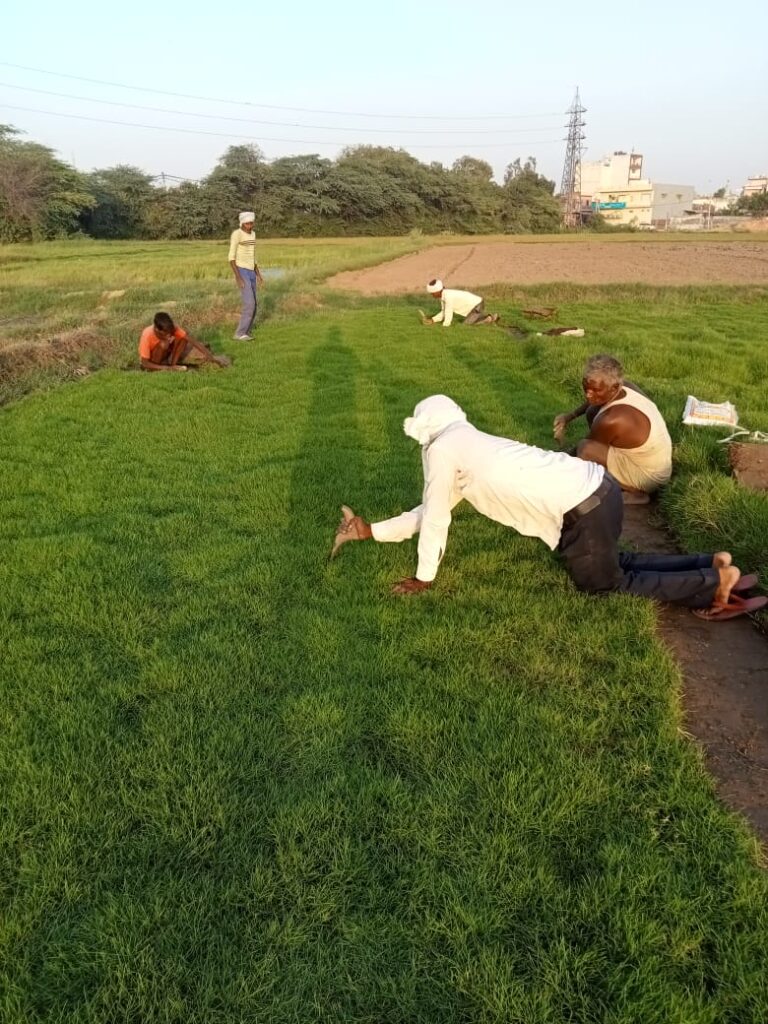 Natural Lawn Grass In Sainik Farms