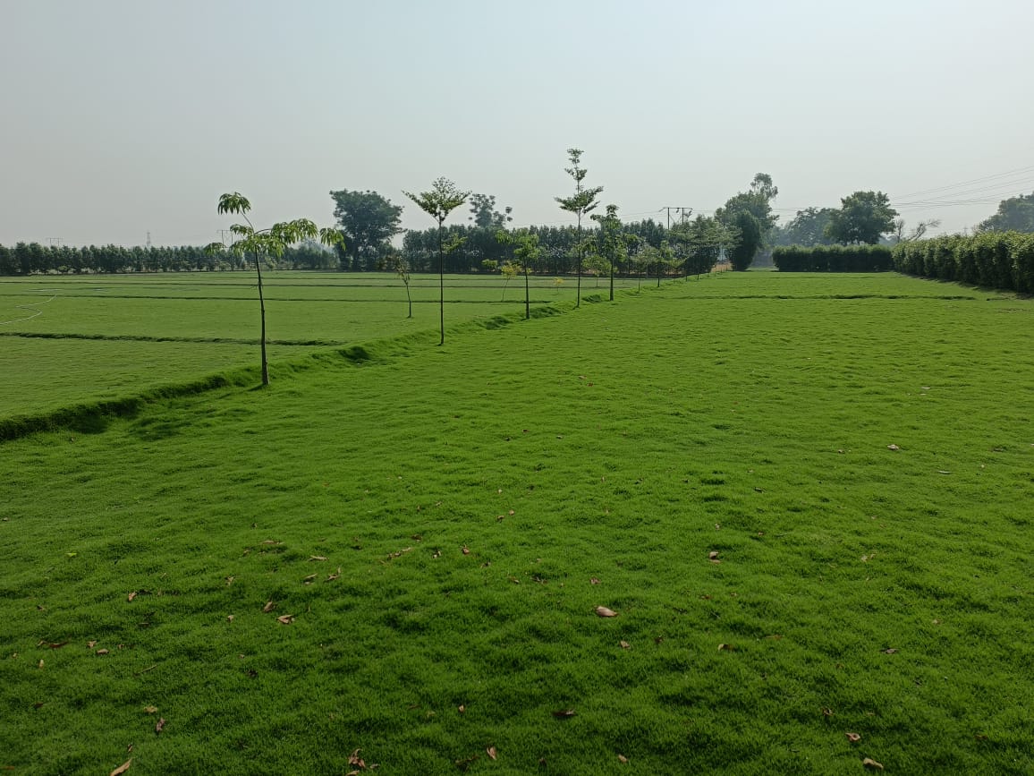 Natural Lawn Grass In DLF Chattarpur Farms