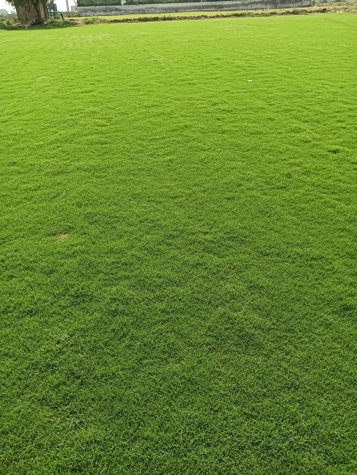Natural Lawn Grass In Green Park