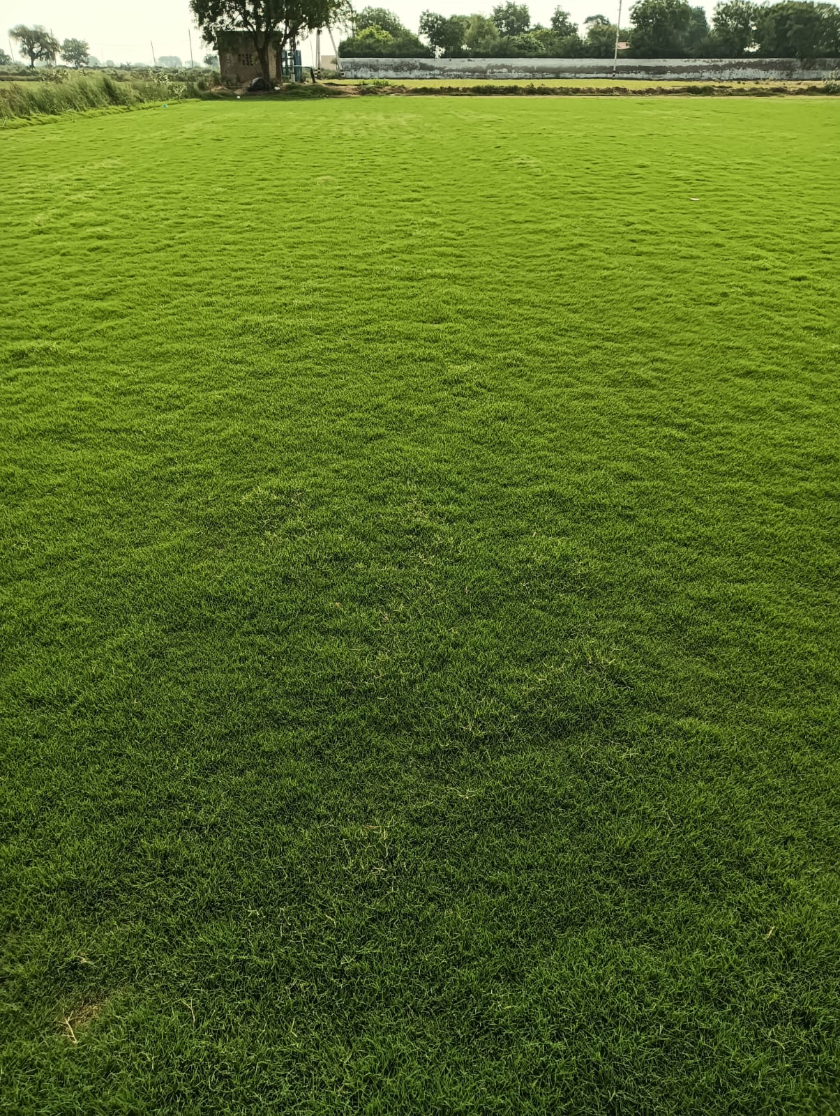 Natural Lawn Grass In Lodhi Road