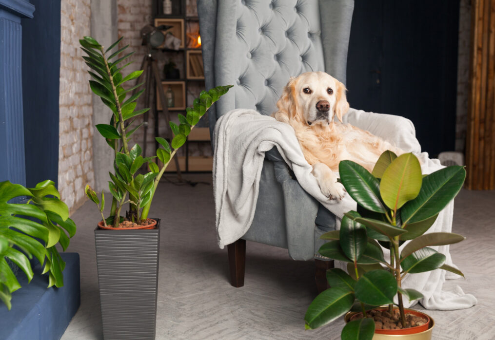 10 pet-friendly plants to grow in your home