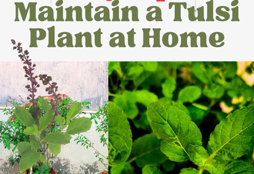 5 Easy Tips to Maintain a Tulsi Plant at Home