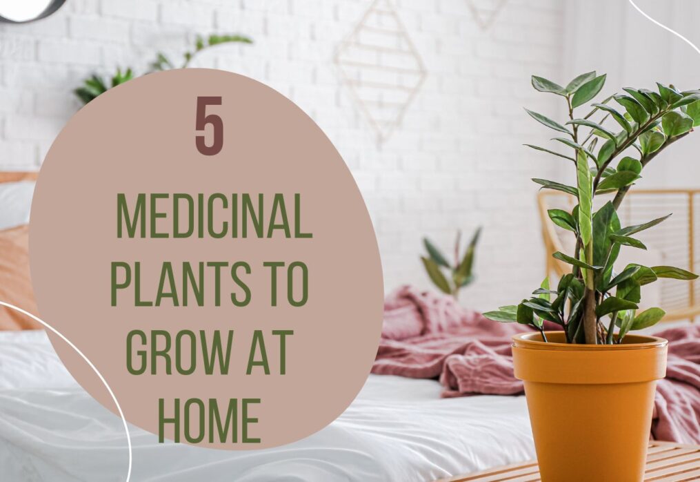 5 Medicinal Plants to Grow at Home