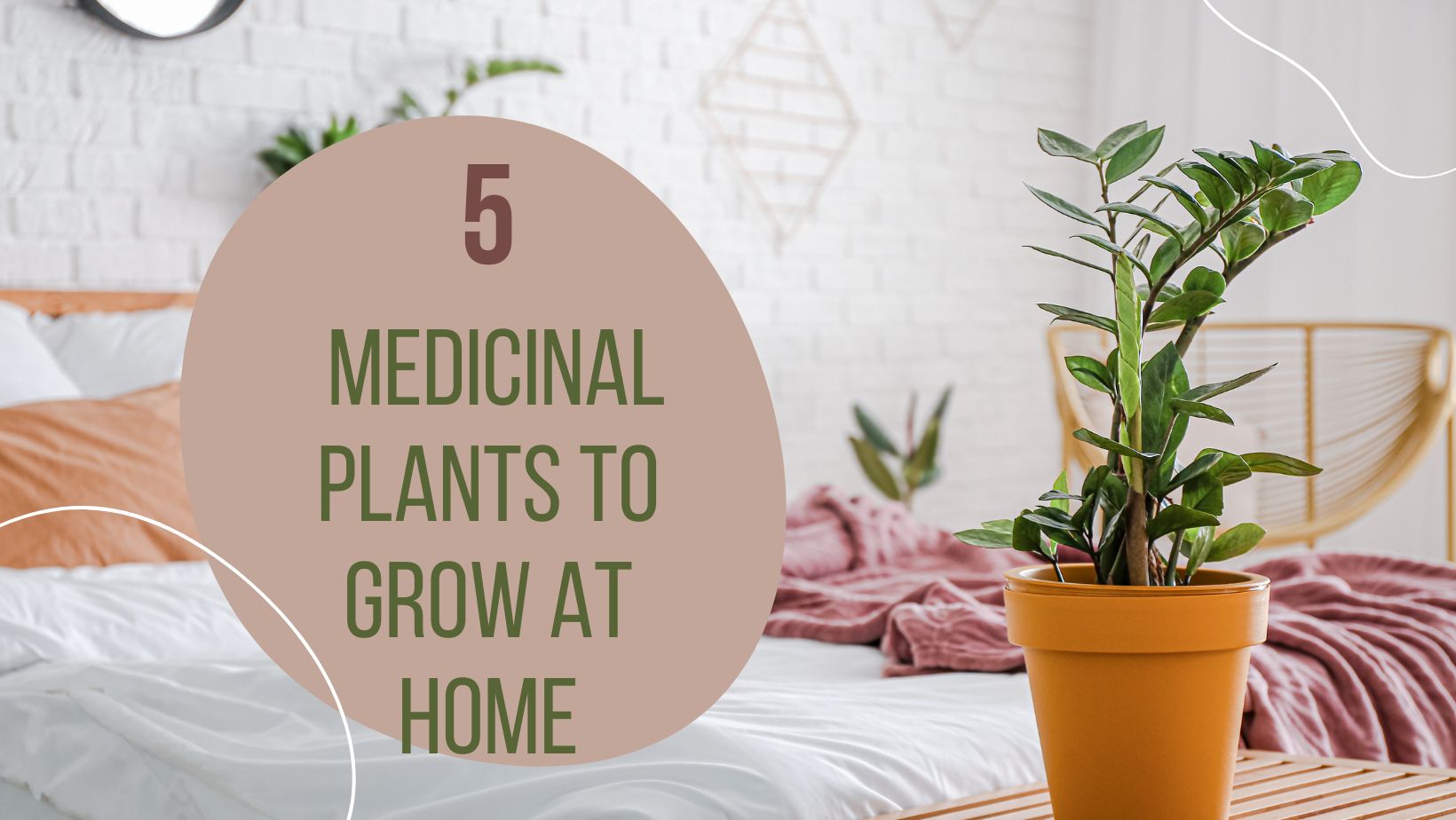 5-medicinal-plants-to-grow-at-home-balaji-nursery