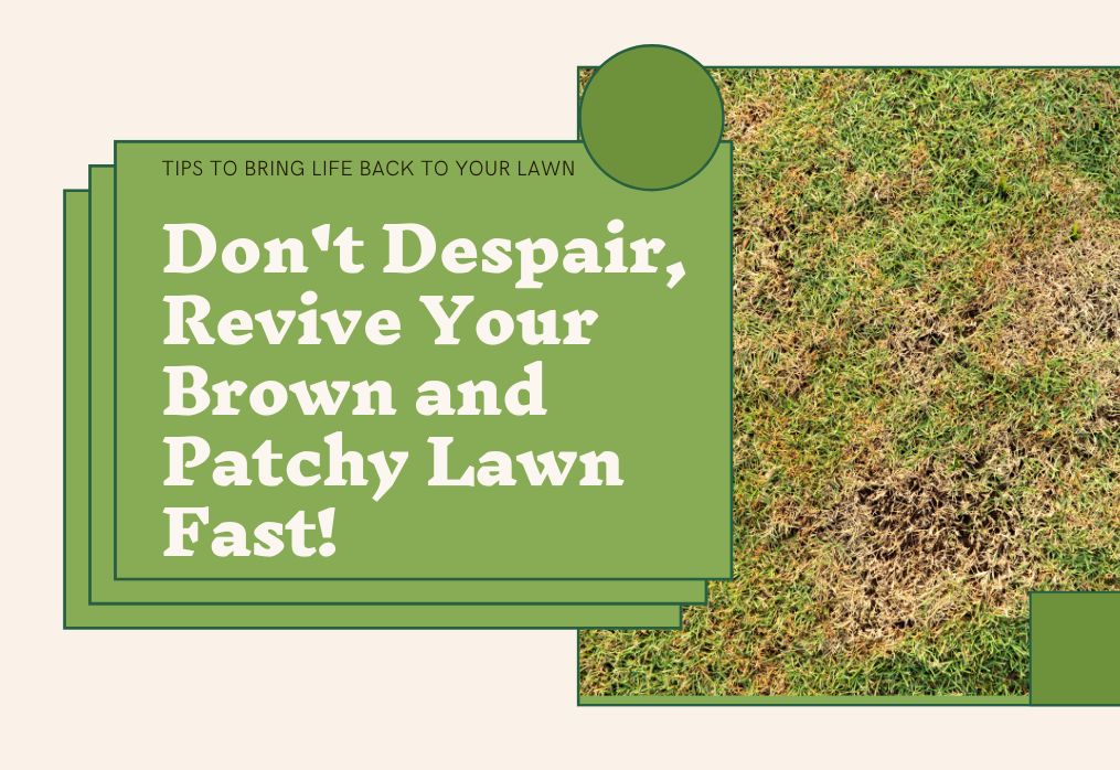 Brown and Patchy Lawn? Don’t Despair, Revive It Fast!