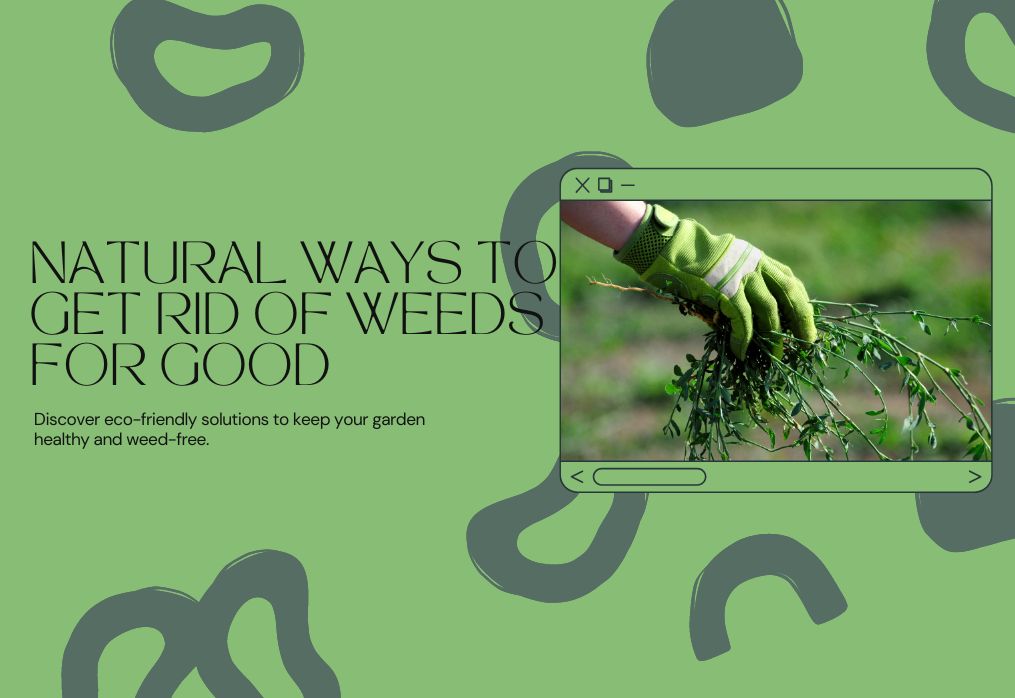Taking Back Your Garden: Natural Ways to Get Rid of Weeds for Good