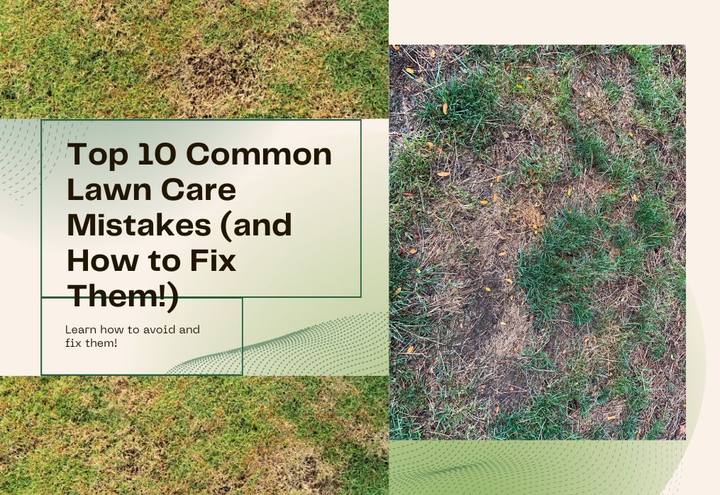 Top 10 Common Lawn Care Mistakes (and How to Fix Them!)