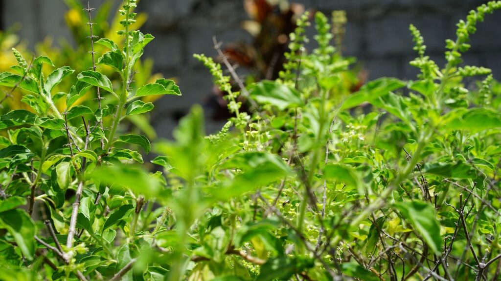 5 Easy Tips to Maintain a Tulsi Plant at Home