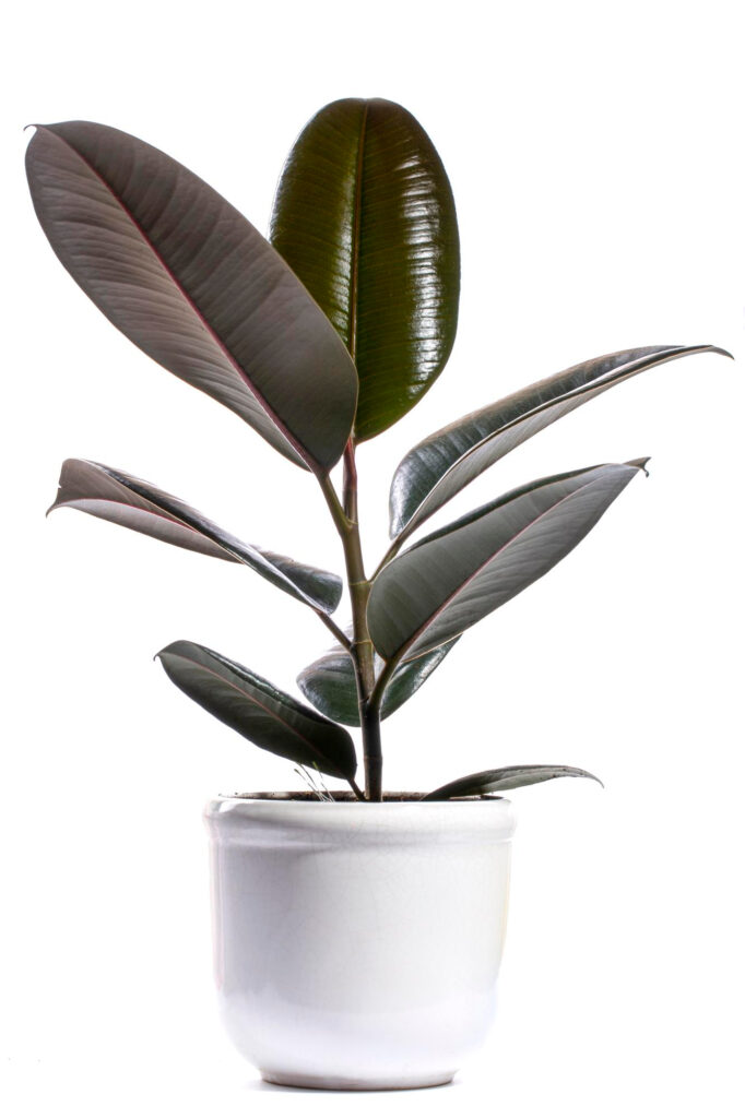 5 gorgeous tall indoor plants to amp up your space