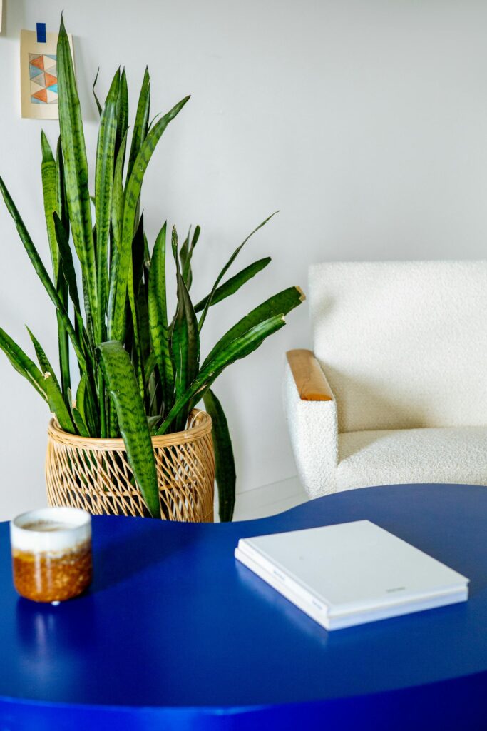 5 Feng Shui Plants to bring home for positive Energy