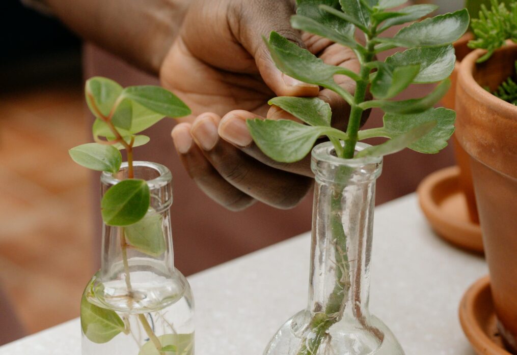10 plants you can easily grow in a bottle