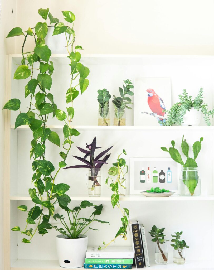 6 Low-Light Plants for Your Office Spaces