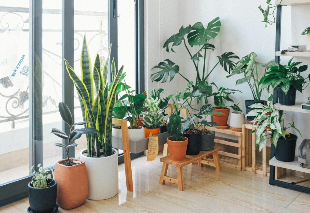 5 gorgeous tall indoor plants to amp up your space