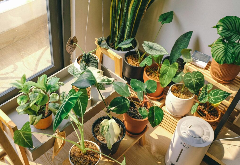 5 Feng Shui Plants to bring home for positive Energy