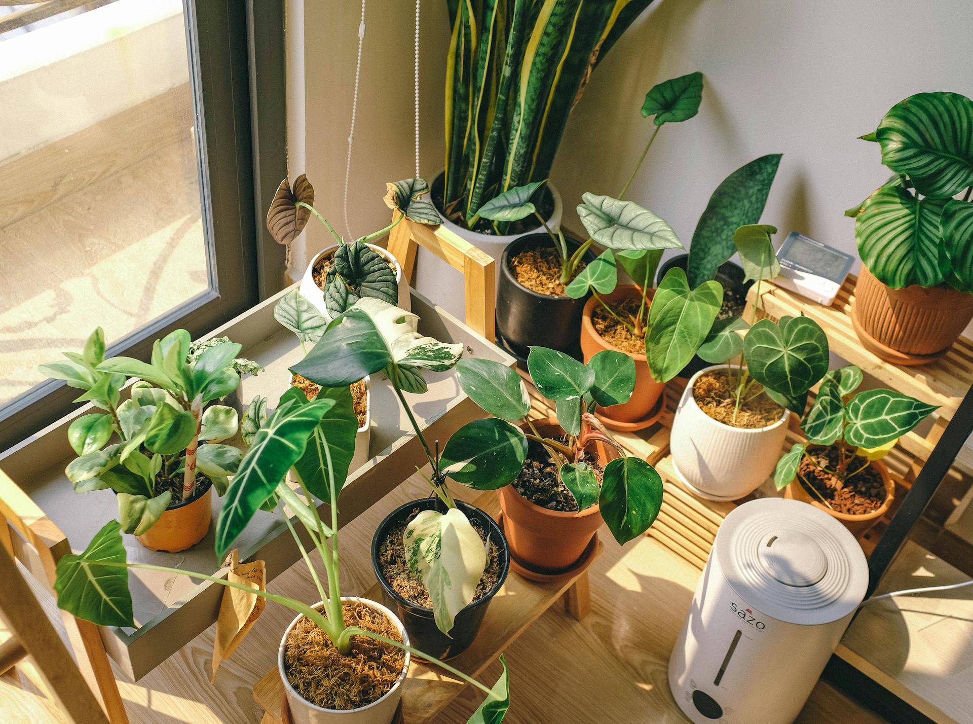 5 Feng Shui Plants to bring home for positive Energy - Balaji Nursery