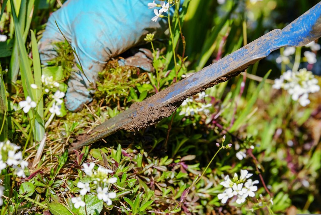 Easy ways to control weeds: Now say goodbye to weeds