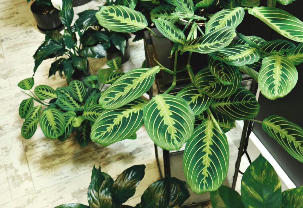 8 Best Indoor Plants for Apartment Living