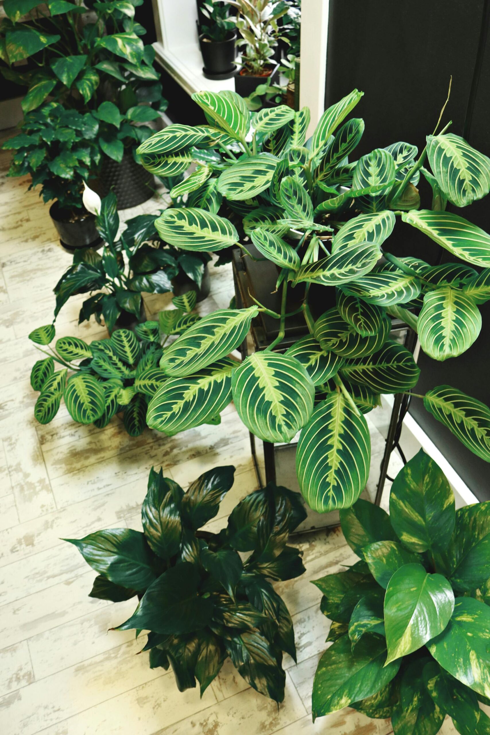 8 Best Indoor Plants for Apartment Living - Balaji Nursery