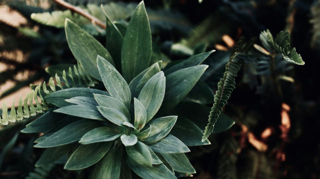 9 outdoor plants with unbeatable survival skills