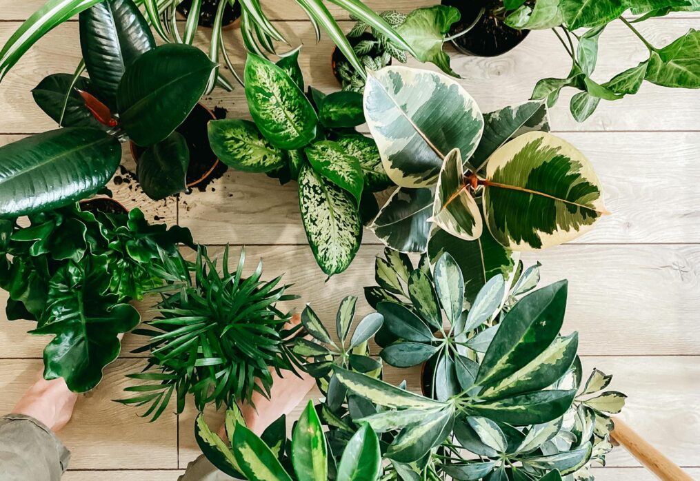 Houseplants you can easily grow from leaves