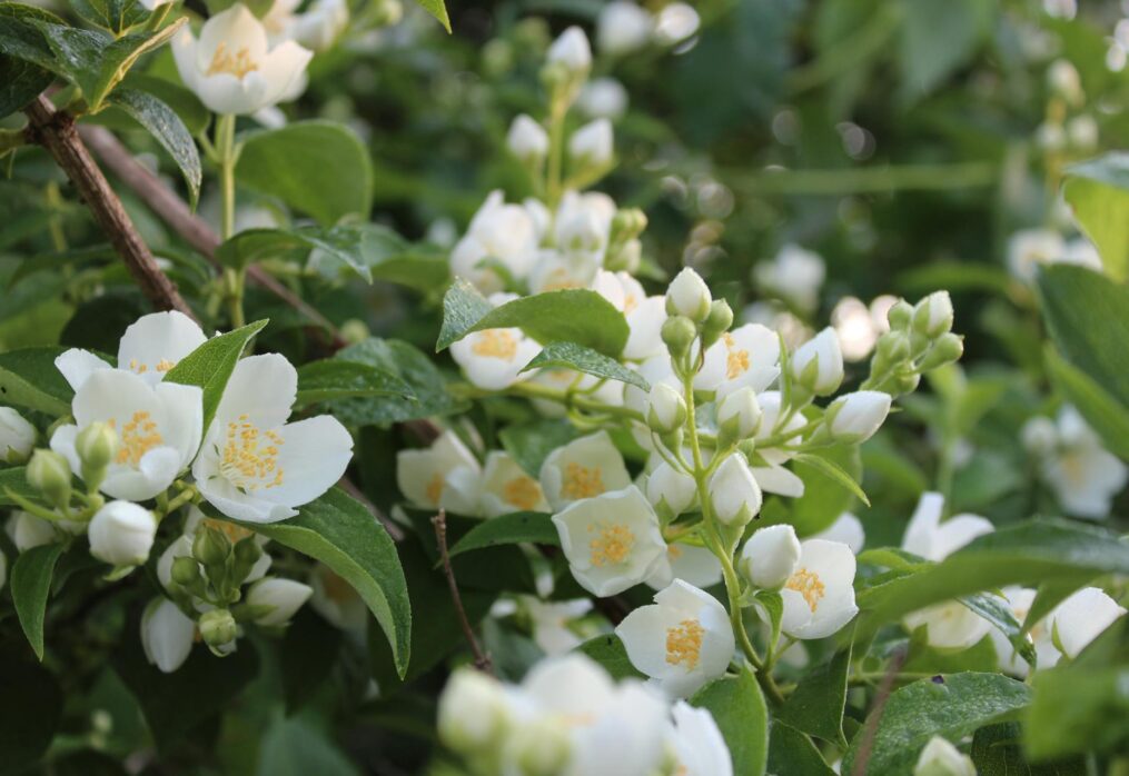 5 tips to maintain jasmine plant in your garden