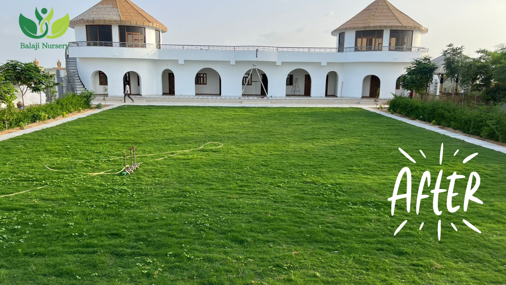 7 Best Grass for High Traffic Areas & Lawns Balaji Nursery