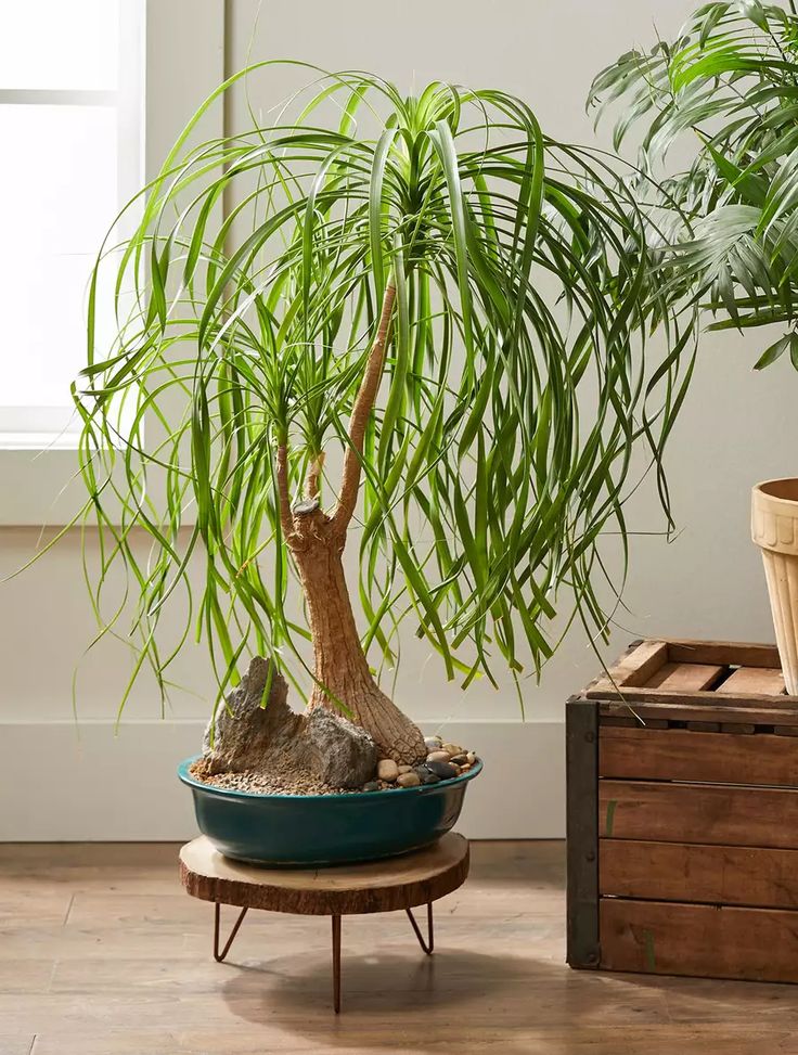 10 palm plants to grow at home