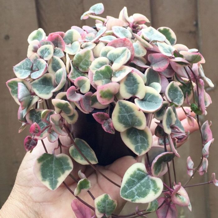 Variegated String of Hearts 