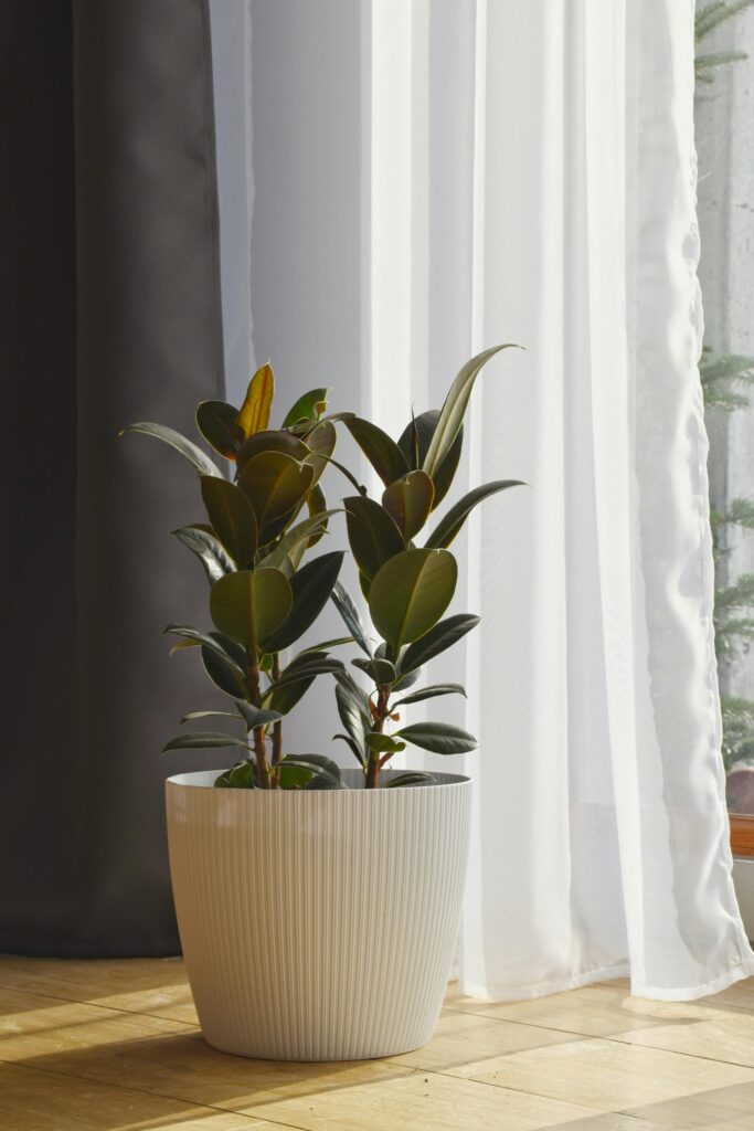 5 plants to help keep your home naturally cool in summer