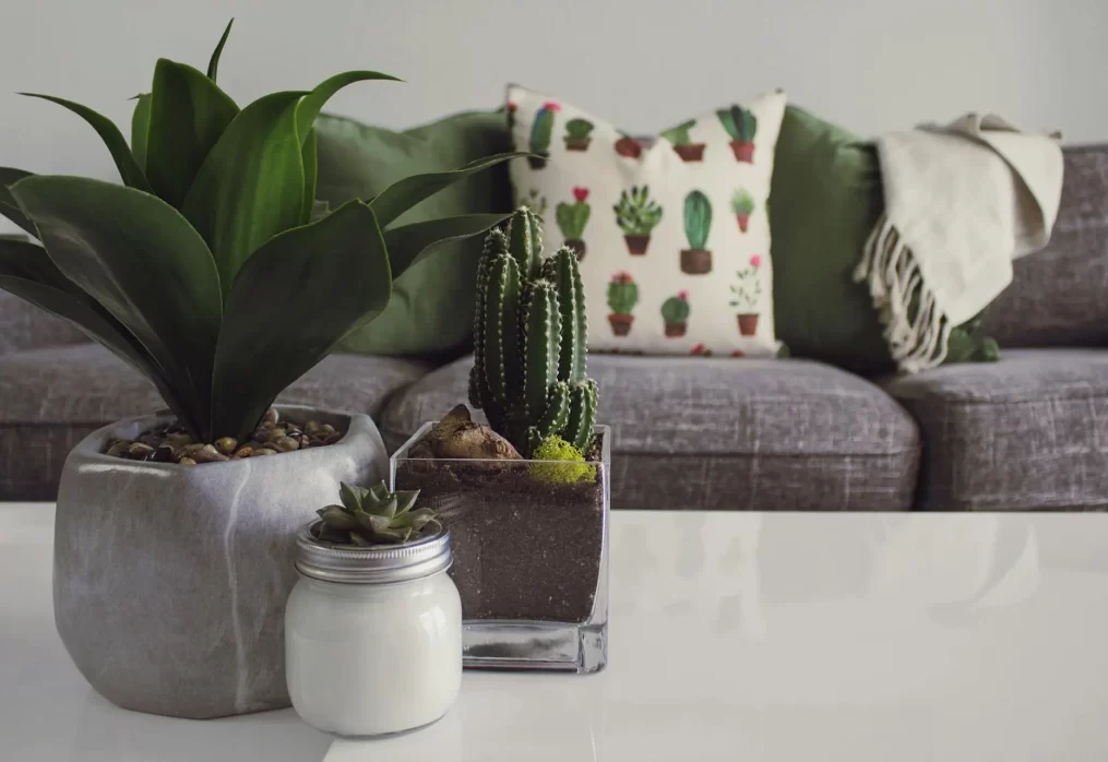 Plants you should never keep inside your home, as per Vastu