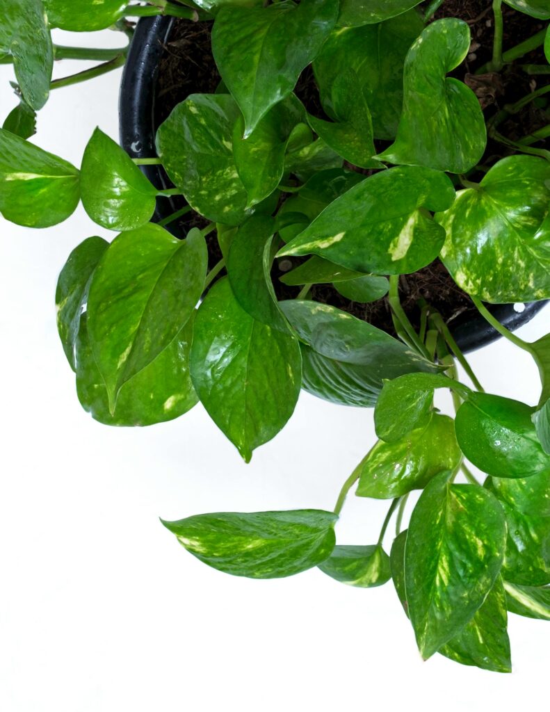 5 plants to help keep your home naturally cool in summer