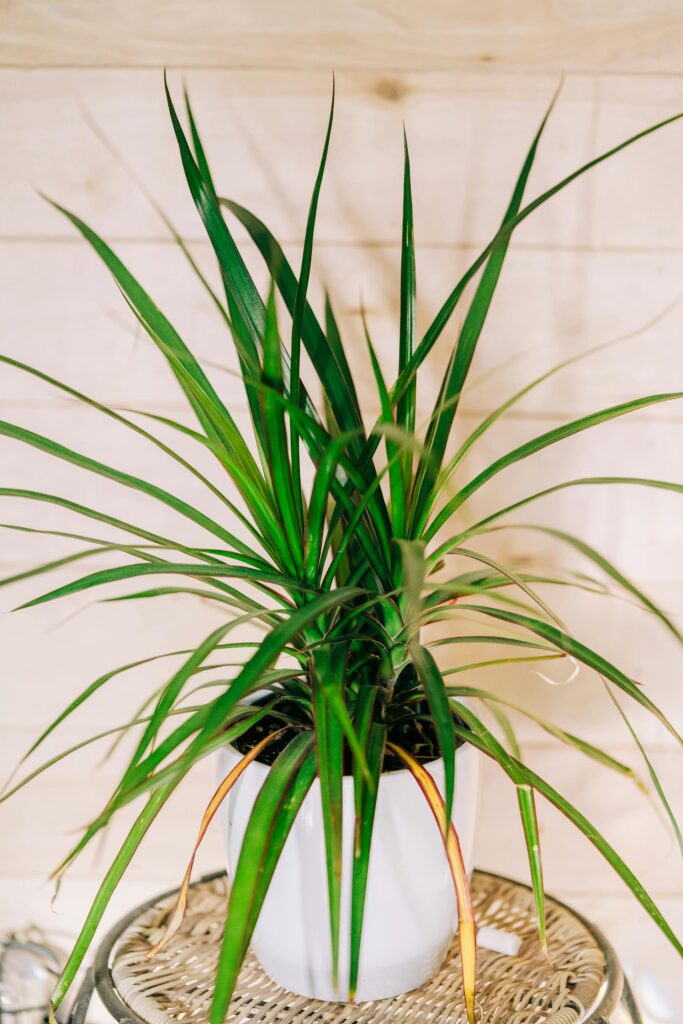 5 houseplants that will thrive in the heat