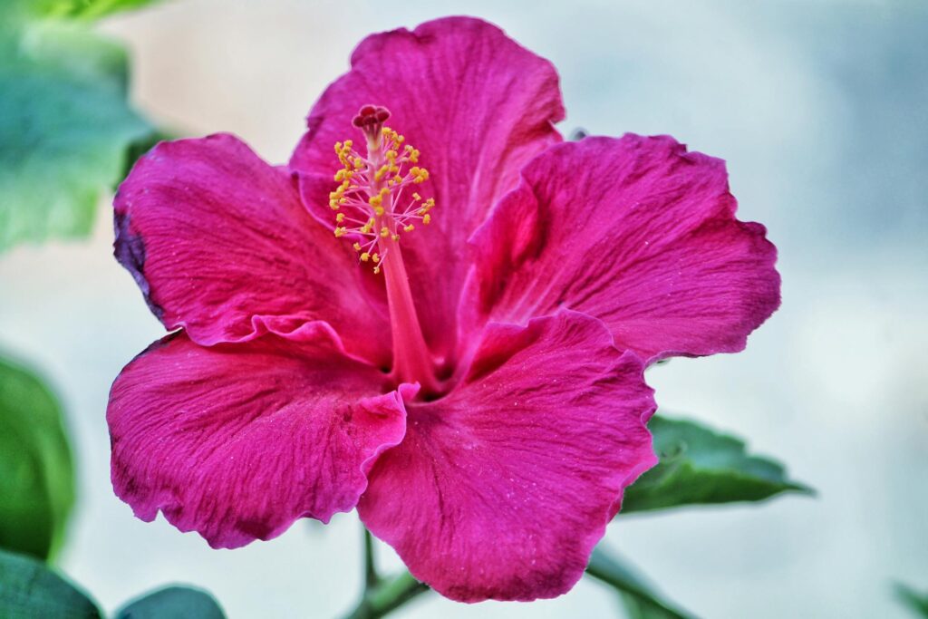 9 Must Plant Flowers for a Blooming Garden: Prepare for Summer Splendor