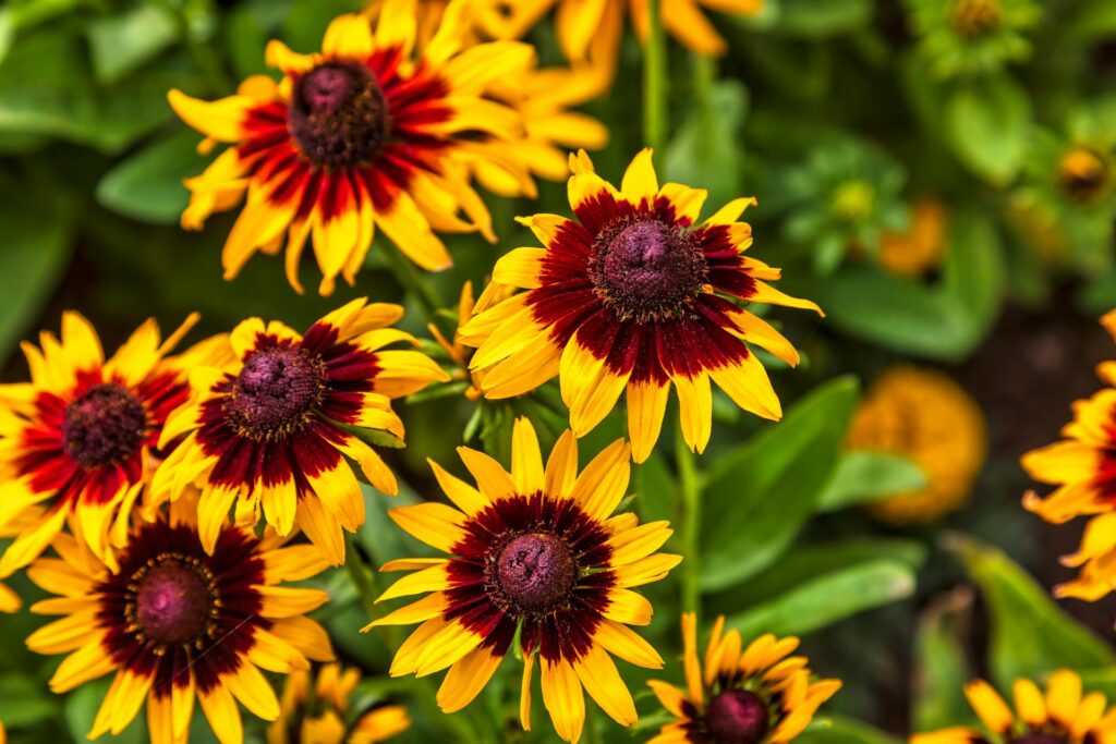9 Summer Flowers That You Absolutely Must Plant in Your Garden