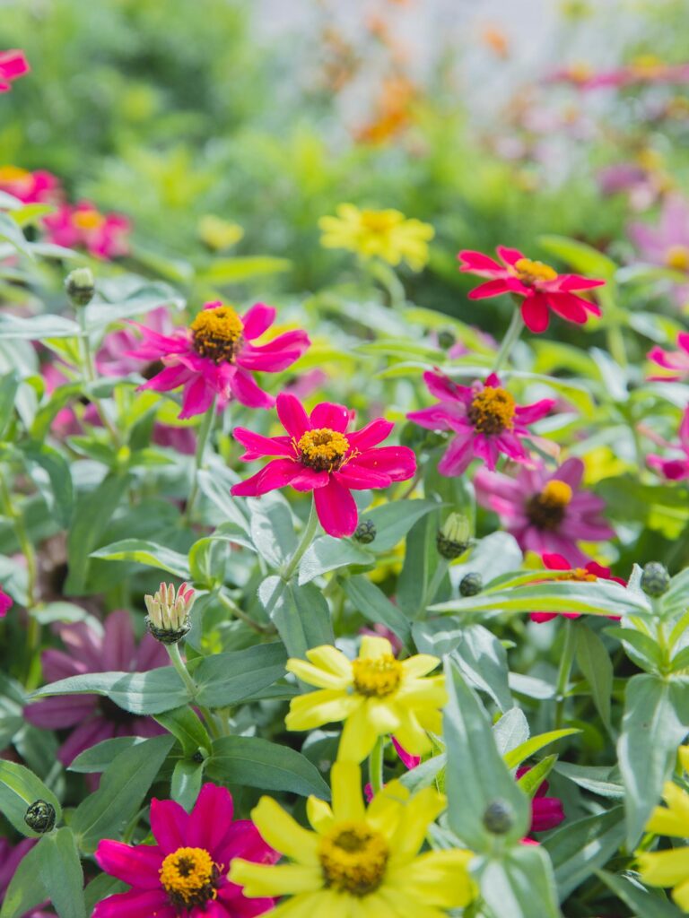 9 Must Plant Flowers for a Blooming Garden: Prepare for Summer Splendor