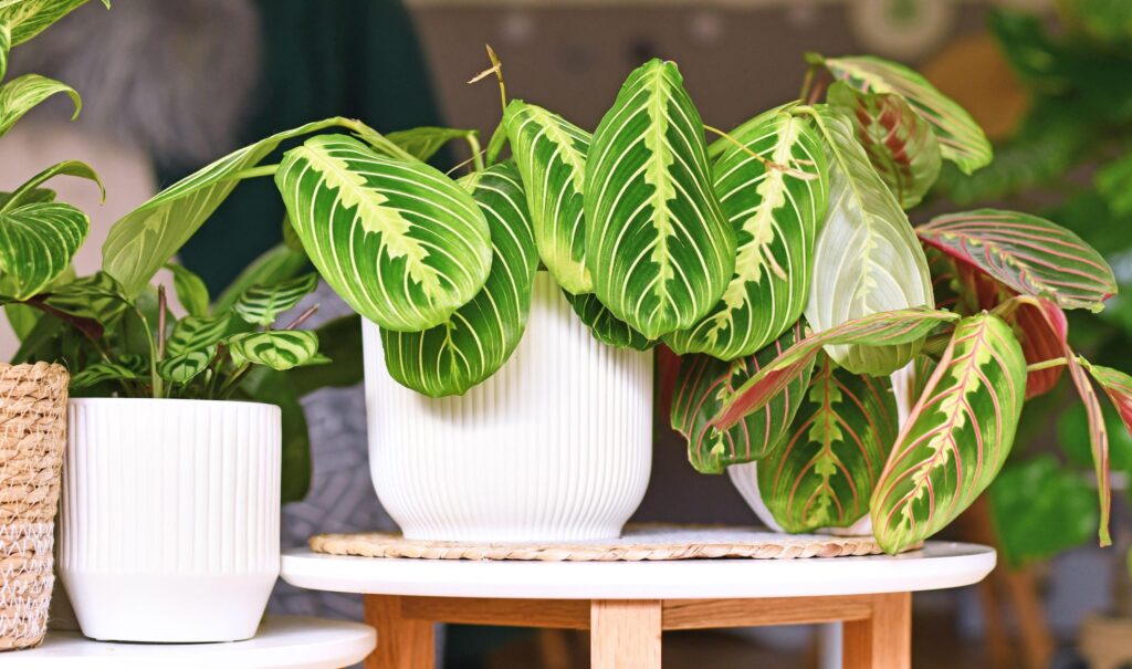 5 gorgeous variegated plants to bring home