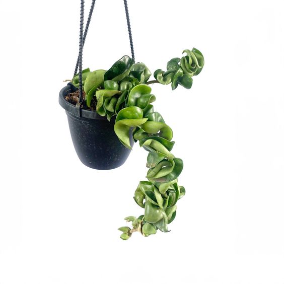 7 Best Low-Maintenance Outdoor Hanging Plants for Your Home