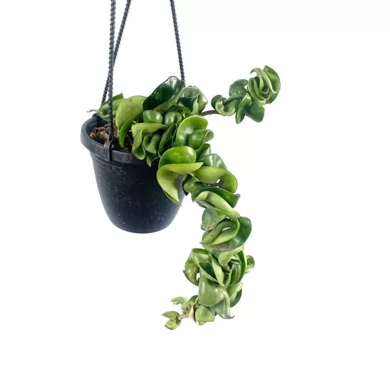 7 Best Low-Maintenance Outdoor Hanging Plants for Your Home - Balaji Nursery