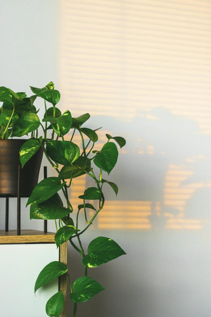 5 gorgeous houseplants that thrive with little water